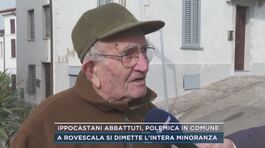 Ippocastani abbattuti, polemica in comune thumbnail