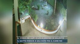 Il video dei lupi in un giardino in Salento thumbnail
