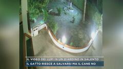 Il video dei lupi in un giardino in Salento - Mattino Cinque News ...