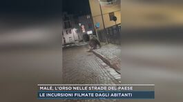 Malè, l'orso nelle strade del paese thumbnail