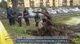 Roma, la morte della 45enne schiacciata da un albero thumbnail