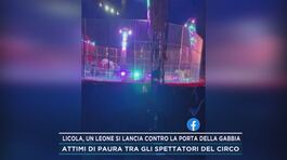 Licola, un leone si lancia contro la porta della gabbia thumbnail