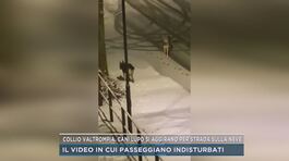 Collio Valtrompia, cani lupo si aggirano per strada sulla neve thumbnail