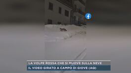 La volpe rossa che si muove sulla neve thumbnail