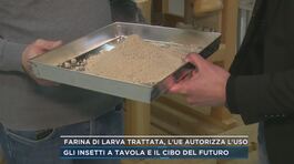 Farina di larva trattata, l'Ue autorizza l'uso thumbnail