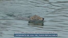 Giovane lupo caduto nel Naviglio vicino a Milano thumbnail