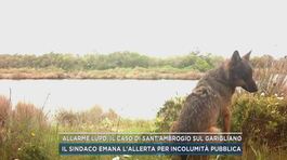 Allarme lupo, il caso di Sant'Ambrogio sul Garigliano thumbnail