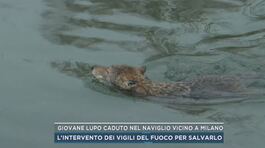 Giovane lupo caduto nel Naviglio vicino a Milano thumbnail