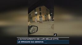 L'avvistamento dei lupi nelle città thumbnail