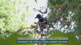 Cornacchie al giardino del Ghisello di Bologna thumbnail