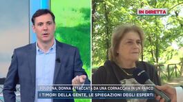 Nel parco di Bologna invaso dalle cornacchie thumbnail