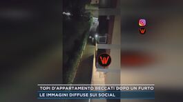 Topi d'appartamento beccati dopo un furto thumbnail