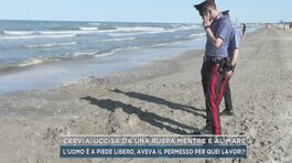 Cervia, uccisa da una ruspa mentre è al mare thumbnail