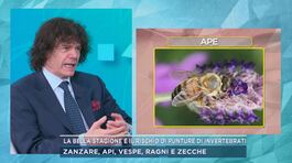 La bella stagione e il rischio di punture di invertebrati thumbnail