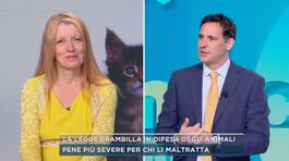 La legge Brambilla in difesa degli animali thumbnail
