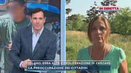 Milano, erba alta e proliferazione di zanzare thumbnail