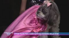 Spese pazze per i cani: tutti gli eccessi delle star