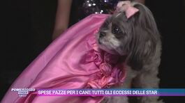 Spese pazze per i cani: tutti gli eccessi delle star thumbnail