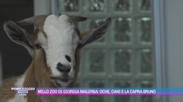 Nello zoo di Giorgia Malerba: oche, cani e la capra Bruno thumbnail