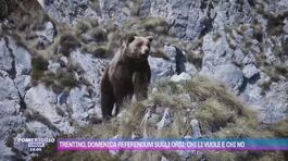 Trentino, domenica un referendum sugli orsi: chi li vuole e chi no thumbnail