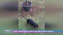 Lascia i suoi cani alla dog sitter, uno lo trova cremato thumbnail