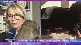 Treviso, torna dalle vacanze e trova il suo cane cremato thumbnail