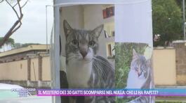 Il mistero dei 30 gatti scomparsi nel nulle: chi li ha rapiti? thumbnail