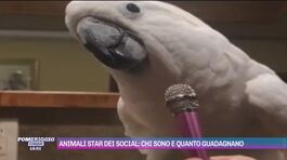 Animali star dei social: chi sono e quanto guadagnano thumbnail