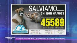"Salviamo chi non ha voce": campagna in favore degli animali thumbnail