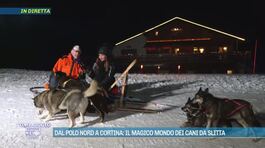 Dal Polo Nord a Cortina: il magico mondo dei cani da slitta thumbnail