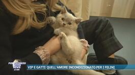 Vip e gatti: quell'amore incondizionato per i felini thumbnail