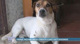 Firenze, anziana lascia l'eredità a cane e gatti bisognosi thumbnail