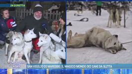 San Vigilio di Marebbe: il magico mondo dei cani da slitta thumbnail