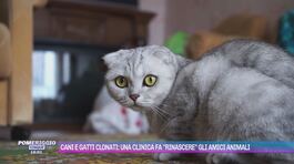 Cani e gatti clonati: una clinica fa "rinascere" gli amici animali thumbnail