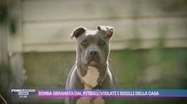 Bimba sbranata dal pitbull: violati i sigilli della casa thumbnail