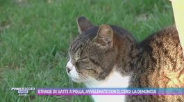 Strage di gatti a Polla, avvelenati con il cibo: la denuncia thumbnail