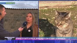 Strage di gatti a Polla, si indaga thumbnail