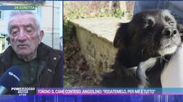 Tonino il cane conteso, Angiolino: "Ridatemelo, per me è tutto" thumbnail