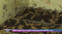 Insetti, meduse e alghe: le nuove frontiere del cibo thumbnail