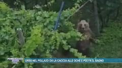 Orso nel pollaio: dà la caccia alle oche e poi fa il bagno