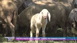 "Vietato pascolare il gregge", guerra tra sindaco e pastori thumbnail