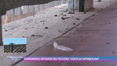 Condominio ostaggio dei piccioni: "Colpa di un'inquilina"