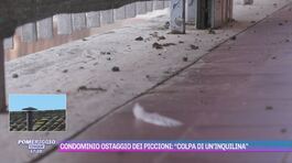 Condominio ostaggio dei piccioni: "Colpa di un'inquilina" thumbnail