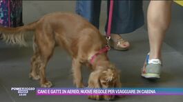 Cani e gatti in aereo, nuove regole per viaggiare in cabina thumbnail