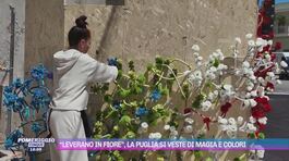 "Leverano in fiore", la Puglia si veste di magia e colori thumbnail