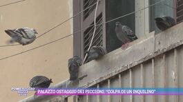 Palazzo ostaggio dei piccioni: "Colpa di un inquilino" thumbnail