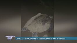Circeo, la tartaruga Caretta Caretta depone le uova in spiaggia thumbnail