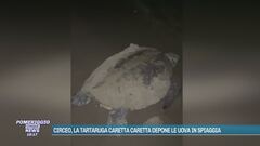 Circeo, la tartaruga Caretta Caretta depone le uova in spiaggia