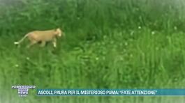Ascoli, paura per il misterioso puma: "Fate attenzione" thumbnail