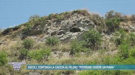 Ascoli, continua la caccia al felino: "Potrebbe essere un puma" thumbnail